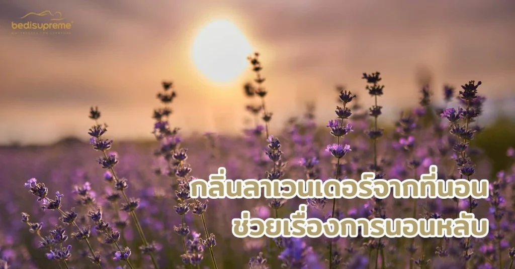 กลิ่นลาเวนเดอร์จากที่นอน ช่วยเรื่องการนอนหลับ